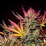 Zkittlez Autoflower Seeds and Everything You Need to Know