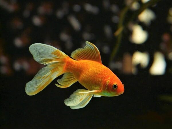 All Information About Goldfish