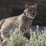 Experts Voice Concerns for the Future of Cheetahs