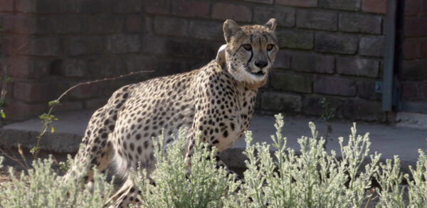 Experts Voice Concerns for the Future of Cheetahs